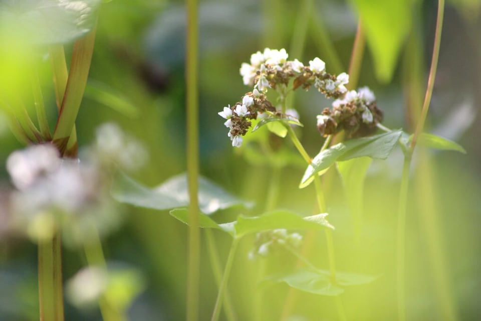Fleur-de-blé-noir-Nadine-PERMAL